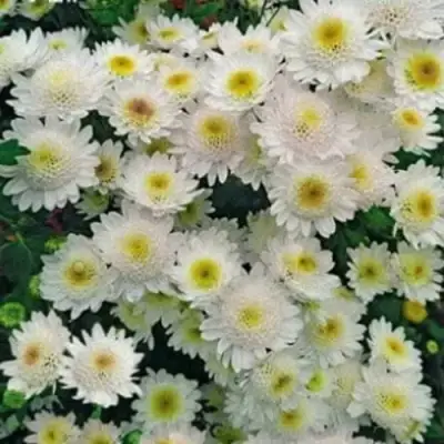 Хризантема МЕДЕЯ корейская в Мозыре
