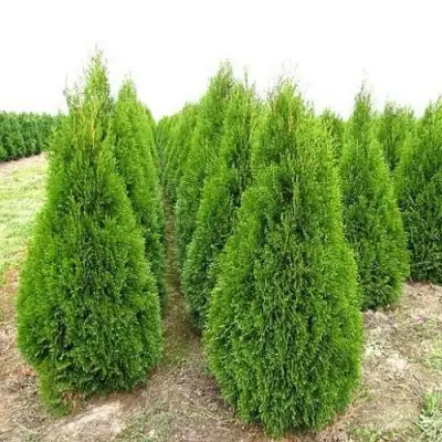 Туя СМАРАГД западная в Мозыре