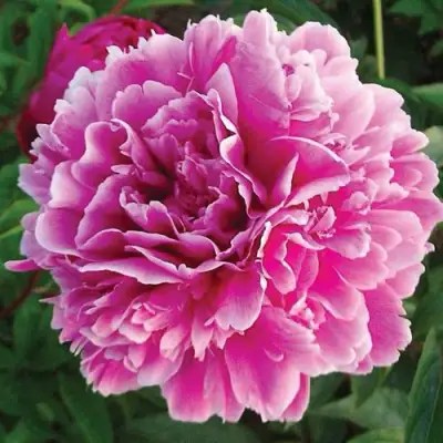 Пион ПУРПУРНАЯ ФЕЕРИЯ травянистый в Мозыре