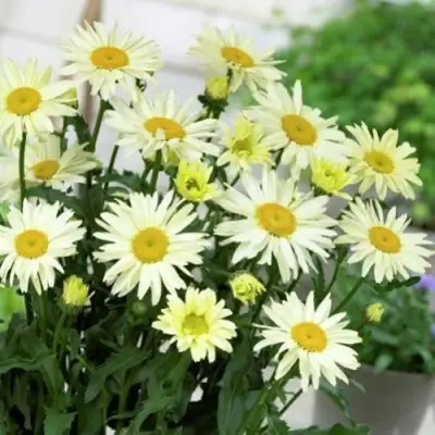 Нивяник БРОДВЕЙ ЛАЙТС великолепный в Мозыре