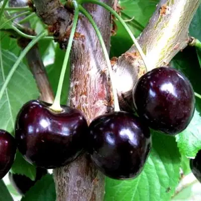 Вишня ШОКОЛАДНИЦА в Мозыре