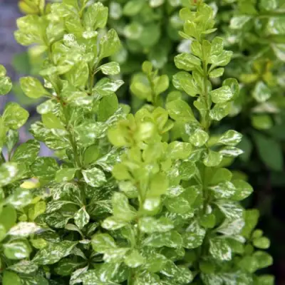 Барбарис ПАУ ВАУ тунберга в Мозыре