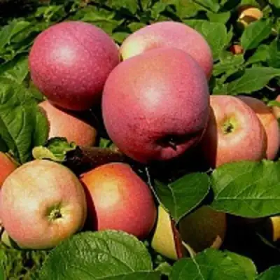 Яблоня СЛАВА ПОБЕДИТЕЛЯМ в Мозыре