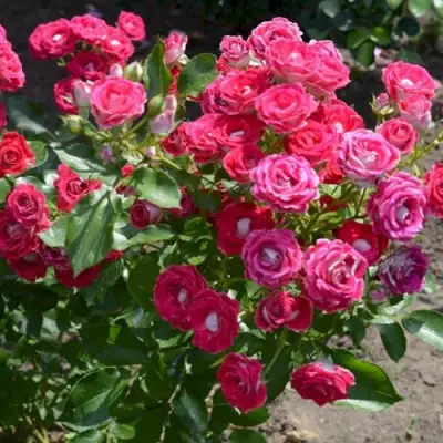 Роза ШОНЕ КОБЛЕНЦЕРИН флорибунда в Мозыре