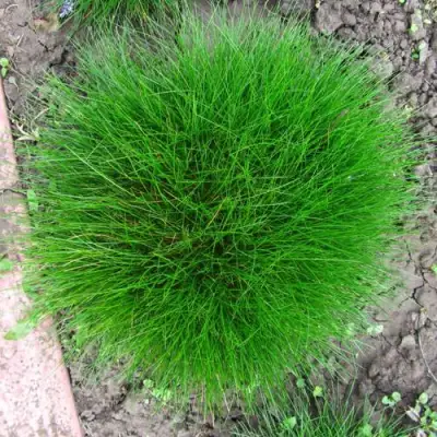 Овсяница ГОТЬЕ в Мозыре