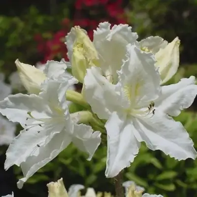 Азалия ОКСИДОЛ листопадная в Мозыре