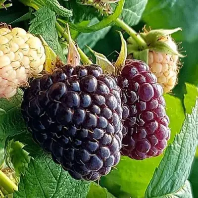 Малина БЛЭК ПОЛЬКА (ХЕБАН) в Мозыре