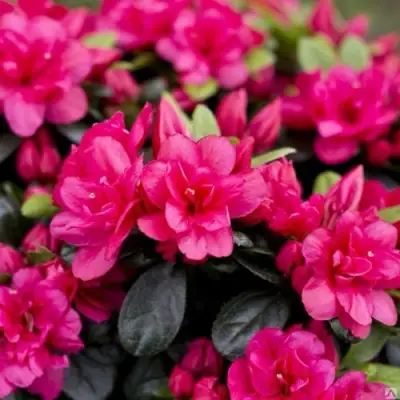 Азалия КАНЗОНЕТТА японская в Мозыре