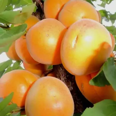 Абрикос ДЕСЕРТНЫЙ в Мозыре