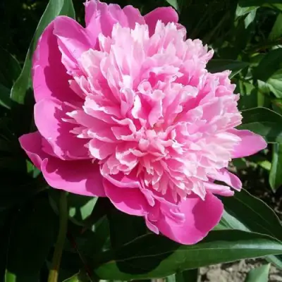 Пион ГОЛУБАЯ ХРИЗАНТЕМА травянистый в Мозыре