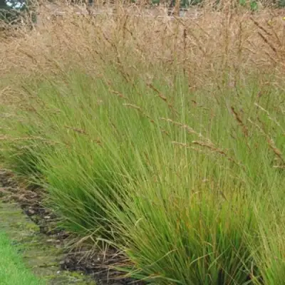 Молиния ПОЛ ПЕТЕРСОН голубая в Мозыре