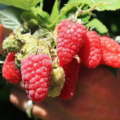 Малина ПАТРИЦИЯ в Мозыре