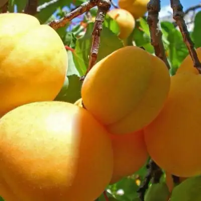 Абрикос ПАМЯТЬ ЛОЙКО в Мозыре