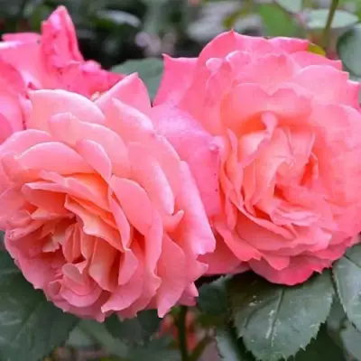 Роза ИНСТИТУТ ЛЮМЬЕР шраб в Мозыре