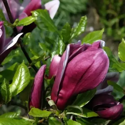 Магнолия НИГРА в Мозыре