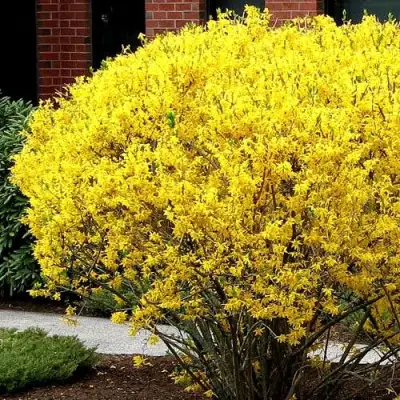 Форзиция ЛИНВУД в Мозыре