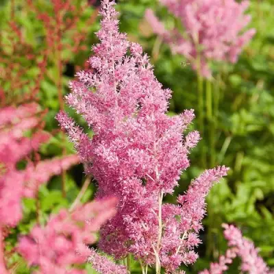 Астильба РЕЙНЛЕНД японская в Мозыре