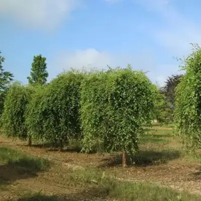 Береза САММЕР КАСКАД черная в Мозыре