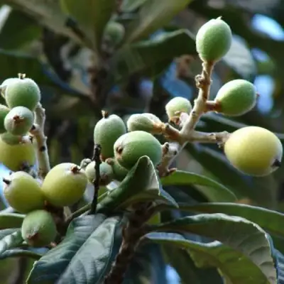 МУШМУЛА  в Мозыре