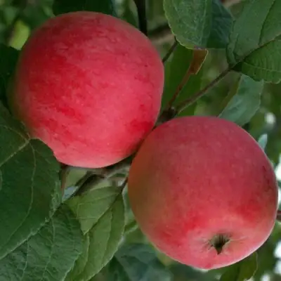 Яблоня СУЙСЛЕПСКОЕ (МАЛИНОВКА) в Мозыре