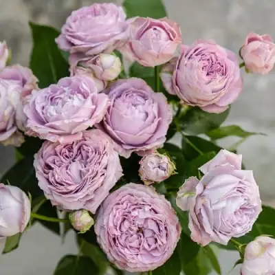 Роза ЛАВАНДЕР БАБЛС спрей в Мозыре