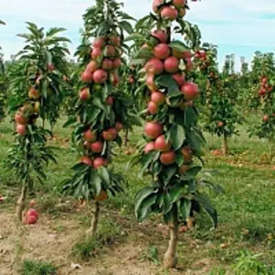 Яблоня ЯНТАРНОЕ ОЖЕРЕЛЬЕ колонновидная в Мозыре