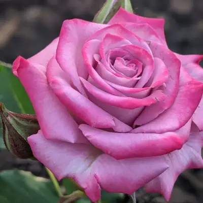 саженцы розы Океан Микадо