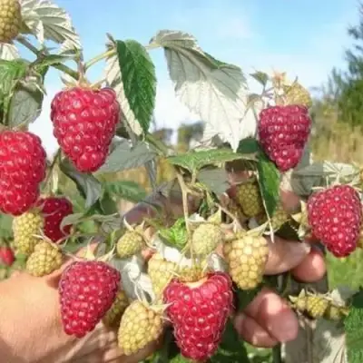 Малина ЖАР-ПТИЦА в Мозыре