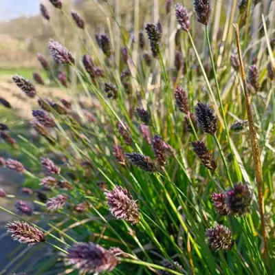 Сейслерия ХЕФЛЕРА в Мозыре