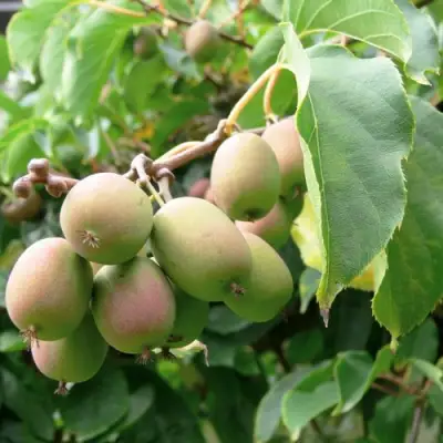 Актинидия ЛЮСИ аргута  в Мозыре