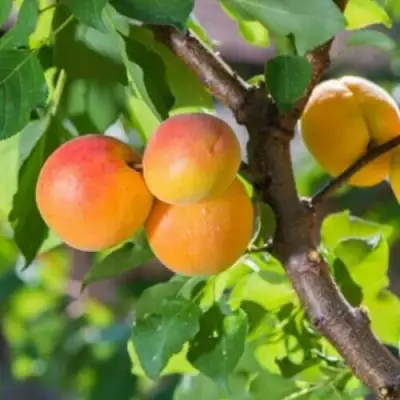 Абрикос РИТАУСМА в Мозыре