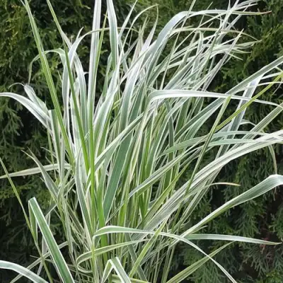 Вейник ОВЕРДАМ остроцветковый в Мозыре