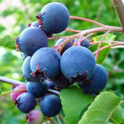 Ирга ПЕМБИНА в Мозыре