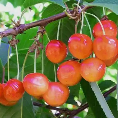 Черешня НАСЛАЖДЕНИЕ в Мозыре