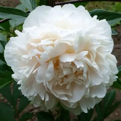 Пион СОЛАНЖ травянистый в Мозыре