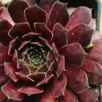 Молодило БЛЭК МОУНТЭЙН в Мозыре