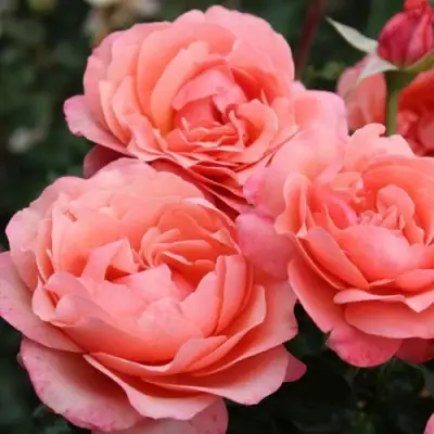 Роза КОРАЛ ЛИОНС РОУЗ флорибунда в Мозыре
