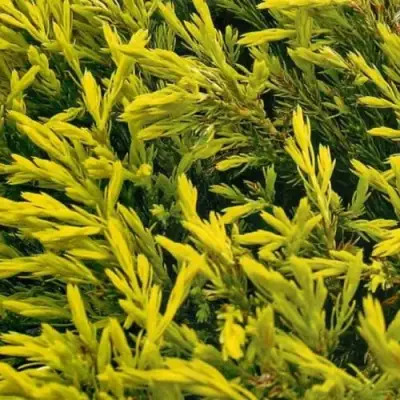 Можжевельник ЛАЙМ ГЛОУ горизонтальный  в Мозыре