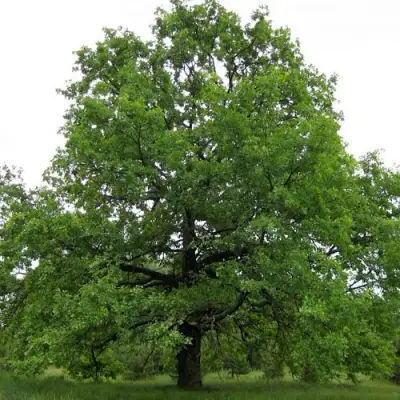 Дуб черешчатый в Мозыре