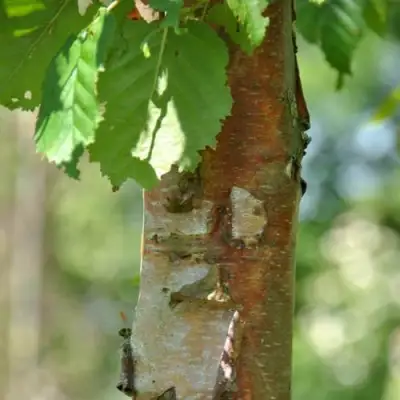 Береза бумажная в Мозыре