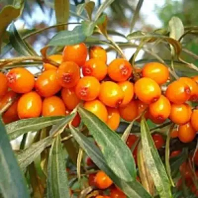 Облепиха БОТАНИЧЕСКАЯ в Мозыре