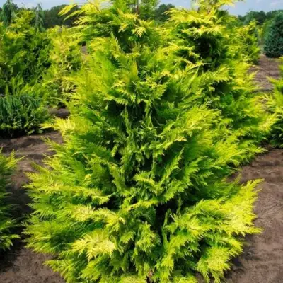 Кипарисовик ГОЛДЕН ВОНДЕР лавсона в Мозыре