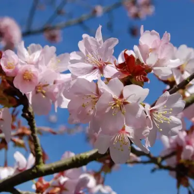 Вишня РАНЧО САРЖЕНТА в Мозыре