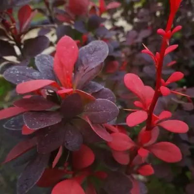 Барбарис РЕД ПИЛЛАР тунберга в Мозыре