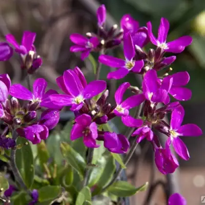Арабис РОУЗ делайт в Мозыре