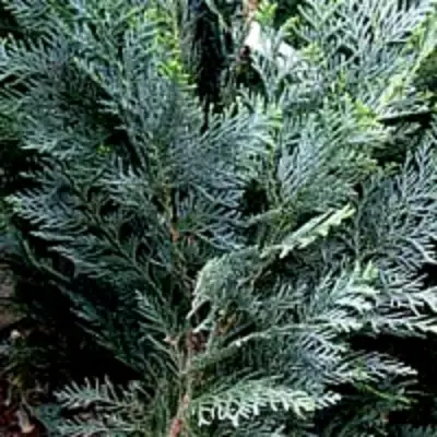 Кипарисовик ДАРТС БЛЮ РИББОН лавсона в Мозыре