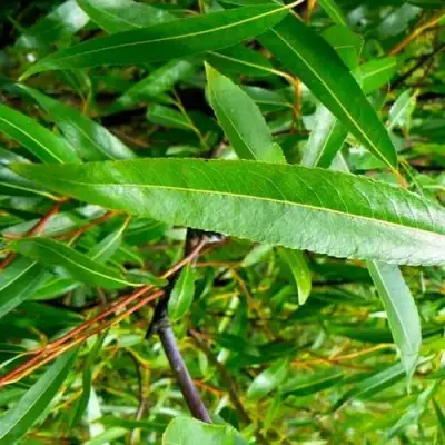 Ива ломкая  в Мозыре