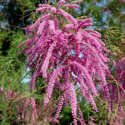 Тамарикс ПИНК КАСКАД в Мозыре