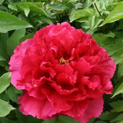 Пион АРОМАТНОЕ ВОСПОМИНАНИЕ древовидный в Мозыре