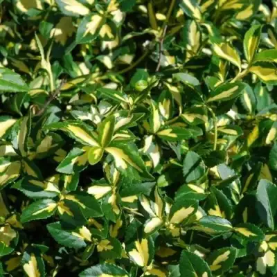 Бересклет САНСПОТ форчуна в Мозыре